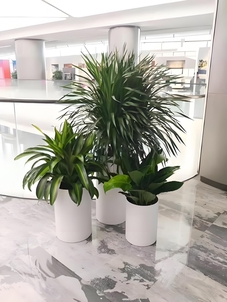 “宁波杭州湾花卉租摆设计，打造独特办公绿植景观验